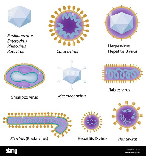 Morphology Of Common Viruses Stock Photo Alamy