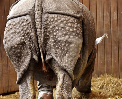 Free Images : wildlife, zoo, mammal, fauna, rhino, rhinoceros, tail