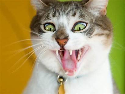 Cat Funny Wallpapers Desktop Cats Crazy Animals