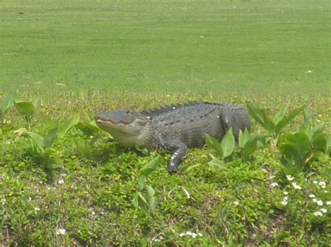 Alligator At Seminole Lakes Country Club Seminole Florida 2011