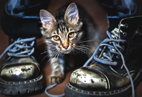 Cat And Boots Stock Photo Image Of Animal Military 34326428