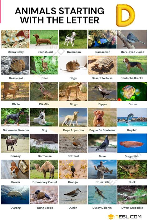 205 Animals That Start With D List Of Animals Starting With D 7esl