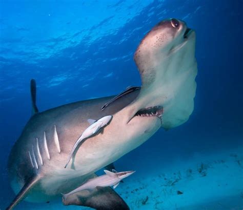 10 Great Hammerhead Shark Facts Fact Animal