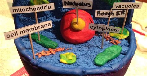 Animal Cell 3D model- used a styrofoam head from hobby ...