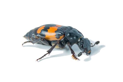 Female Burying Beetle Emits Pheromone To Ward Off Male Desire During