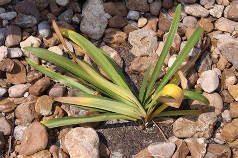 Damaged or dying roots are not able to absorb nutrients, and as a result, the leaves start to die, turning yellow and brown. Is something wrong with my newly planted landscaping?