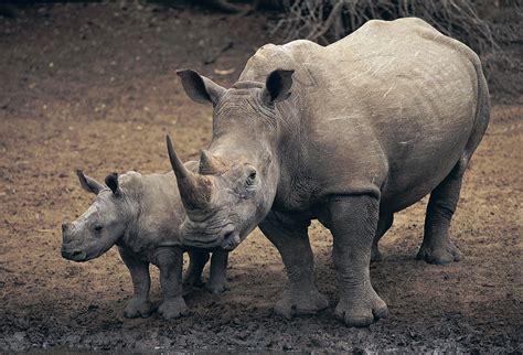 African Rhinoceros Vs Indian