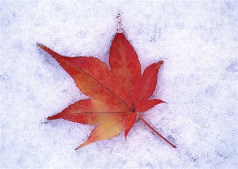 Autumn Leaf In The Snow Wallpaper Gallery Yopriceville