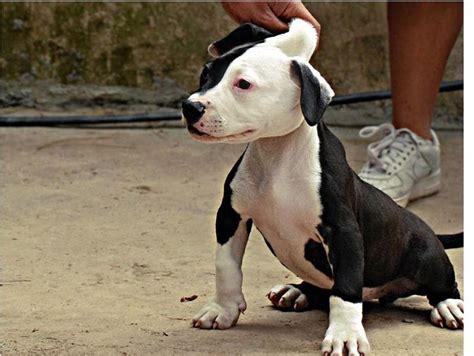 Picture Of A White And Black Pitbull Puppy 3 Comments