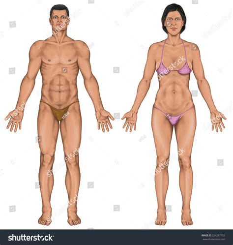 Male Female Anatomical Body Surface Anatomy Hình minh họa có sẵn Shutterstock