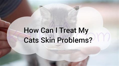 This Is The Main Question That Arises When Your Cat Has A Skin Problem