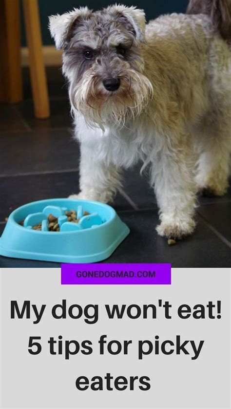 Dog won't eat kibble anymore, how to feed a picky dog (recipe) then have them eating kibble again. My dog won't eat! 5 top tips for picky eating dogs | My ...