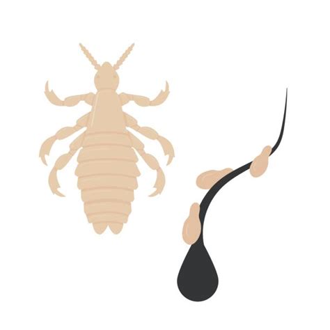 860 Lice Stock Illustrations Royalty Free Vector Graphics And Clip Art