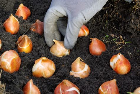 Planting Bulbs In The Ground Learn How Deep To Plant Bulbs