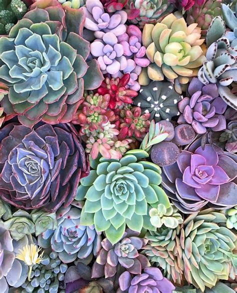 Pin By Leslie Harvey On Succulents Succulents Wallpaper Colorful
