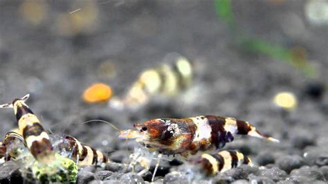 Bumble spotlight is a premium feature in bumble that lets you skip the line and be the top profile in your neighborhood for 30 minutes. Bumble Bee Shrimp - YouTube