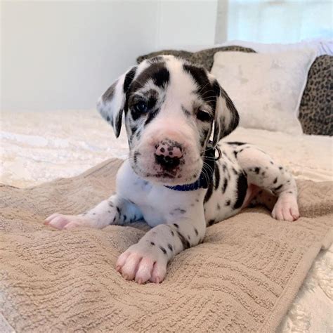 Great Dane Cute Great Dane Puppies For Re Homing Dogs For Sale Price
