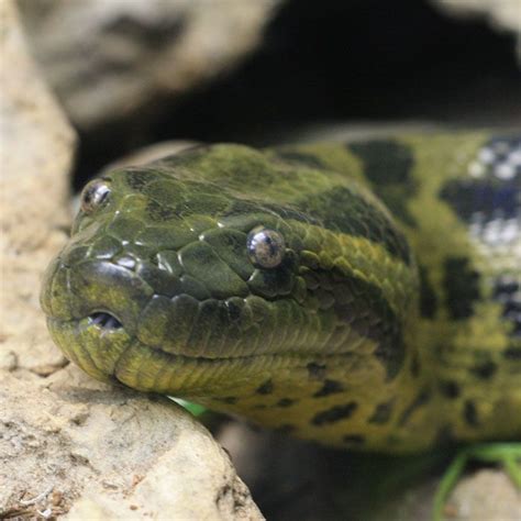 Reptiles Pictures Speak Rainforest Animals Green Anaconda Picture
