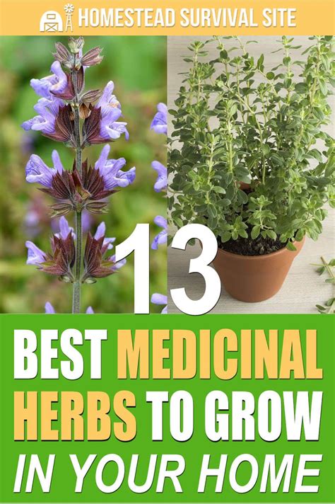 13 Best Medicinal Herbs To Grow In Your Home Medicinal Herbs