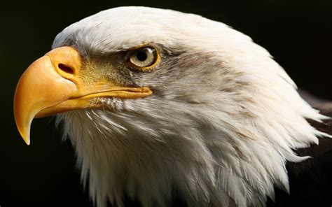 All photos are licensed under the free pexels license and handpicked by us in order to ensure we make the best quality, stock free pictures available to you! Fabulous And Amazing Eagle Wallpapers in HD - For More Wallpapers Just Click On Image