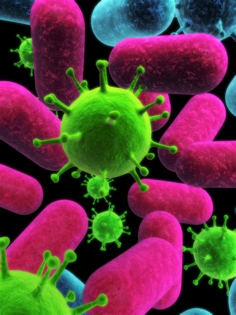 Gut Microbes Linked To Autoimmune Disease Animal Naturopath Animal