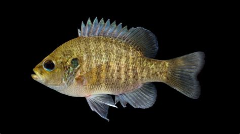 Lepomis Punctatus