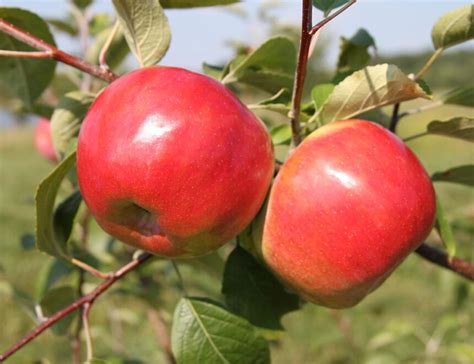 Cortland Apple Tree Windham County Natural Resources Conservation