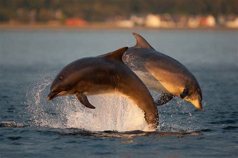 The Most Stunning Pictures Of Scotland Ever Dolphins Bottlenose