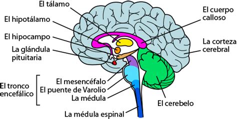 Durchbohren Zur Verf Gung Stellen Viskos Las Partes Del Cerebro 44478