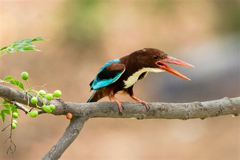 Top 25 Wild Bird Photographs Of The Week June National Geographic