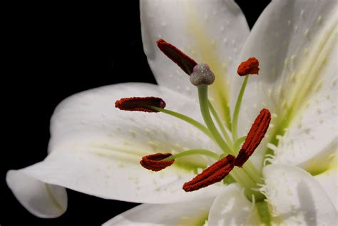 They also provide beautiful, fragrant bouquets. About the beautiful Casa Blanca Lily - Flower Press