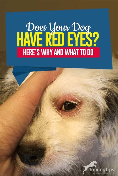 Dog Has Red Eyes Heres Why And What To Do Red Eyes Cherry Eye In