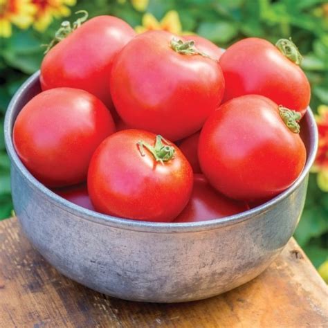 Crimson Crush Tomato Seeds Blight Resistant