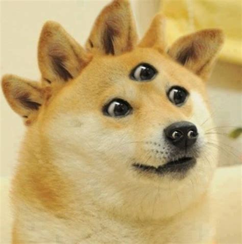 Doge Doge Meme Templates Indian Meme Templates Dogecoin Doge Is