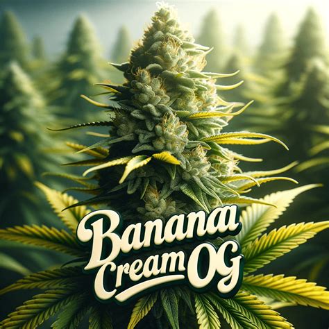 Banana Cream Og Cannabis Weed Strain Review Happy Smoking