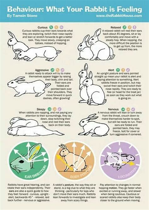 Rabbit Body Language Guide