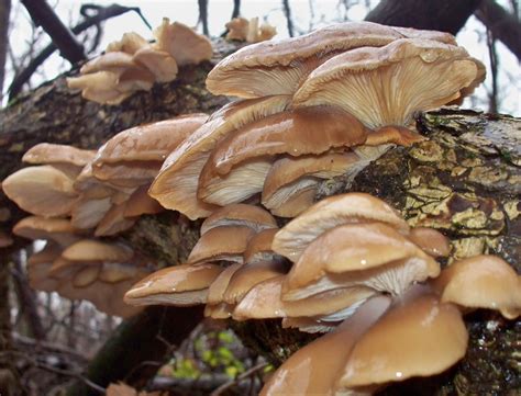 Edible Mushrooms That Grow On Trees In Ohio Turgid Journal Photo Galery