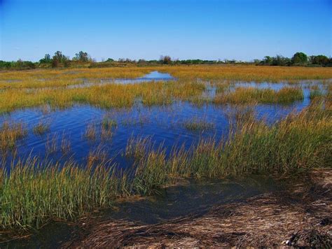 9 Projects Focus On Lis Marshes Water Quality Public Beaches