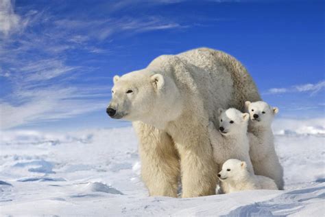 View Of Polar Bear Sow Ursus Maritimus With Her Triplet Cubs On The