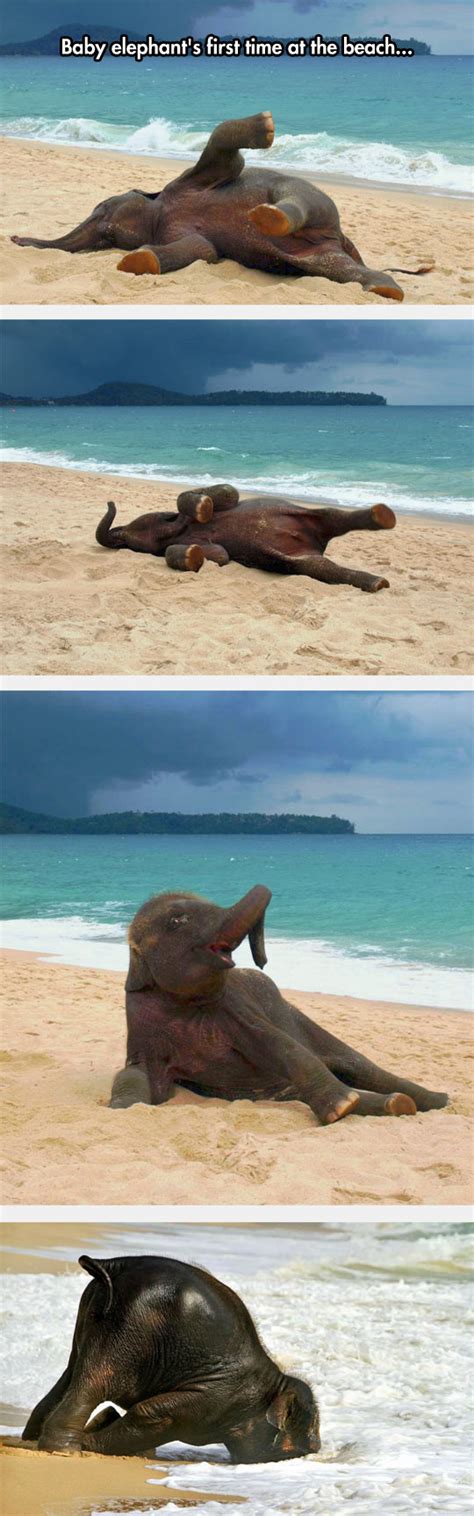 First Time At The Beach For Baby Elephant
