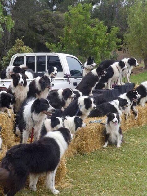 14 Signs You Are A Crazy Border Collie Person The Paws