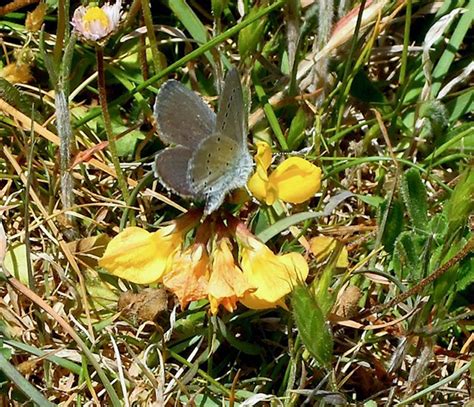 Small Blue Seacombe Dorset Butterflies
