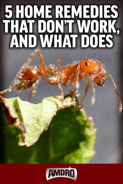 home remedies kill fire ants