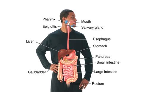 Ppt The Digestive System Powerpoint Presentation Id5693115