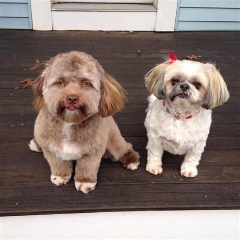 Dog Looks Just Like A Human Yogi The Dog Looks Like A Person