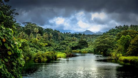 Samoa Palm Trees Trees Tropics River Jungle Greens 2k Forest