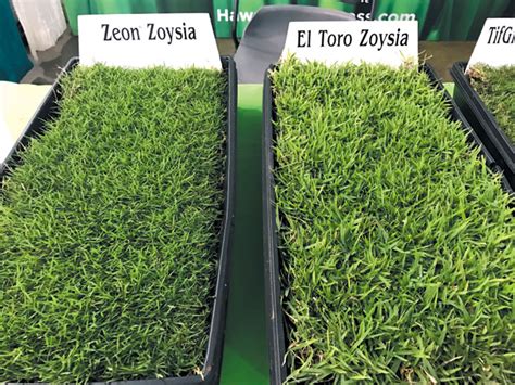 What should we do to the soil to make the zoysia grow there? Lawns with a 'wow' factor - HAWAIIAN TURFGRASS | Hawaii ...