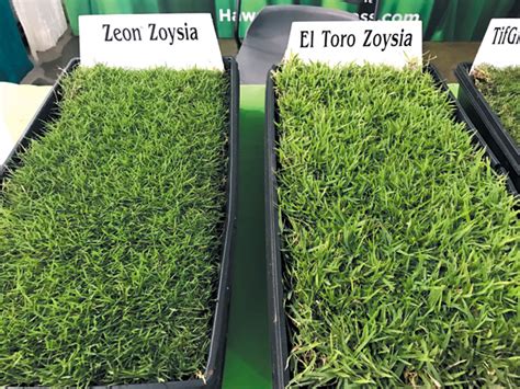 Zoysia grass thrives in slightly acidic soil. Lawns with a 'wow' factor - HAWAIIAN TURFGRASS | Hawaii Renovation