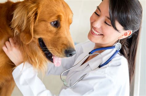 The Medical Journal What You Need To Start A Vet Practice