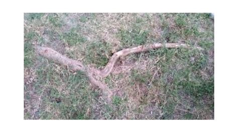 Shamel Ash Tree Roots Showing